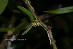 Smithsonia straminea